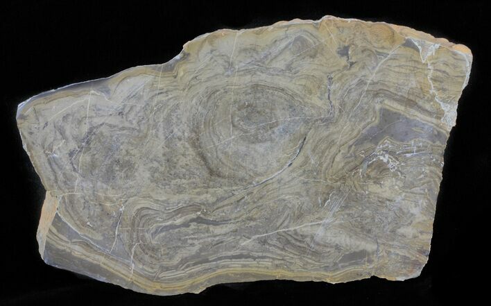 Devonian Stromatolite Slice - Orkney, Scotland #61082